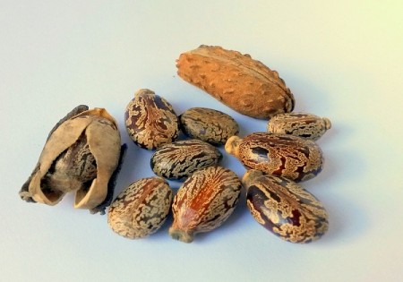 Graine de ricin